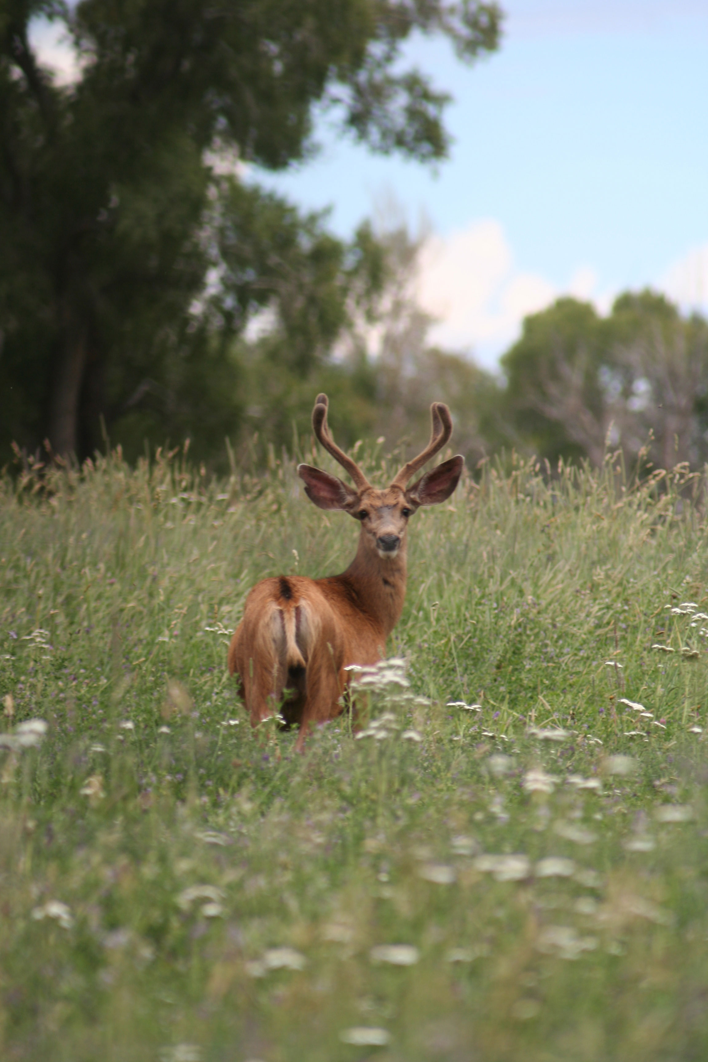 Mule Deer, Colorado
