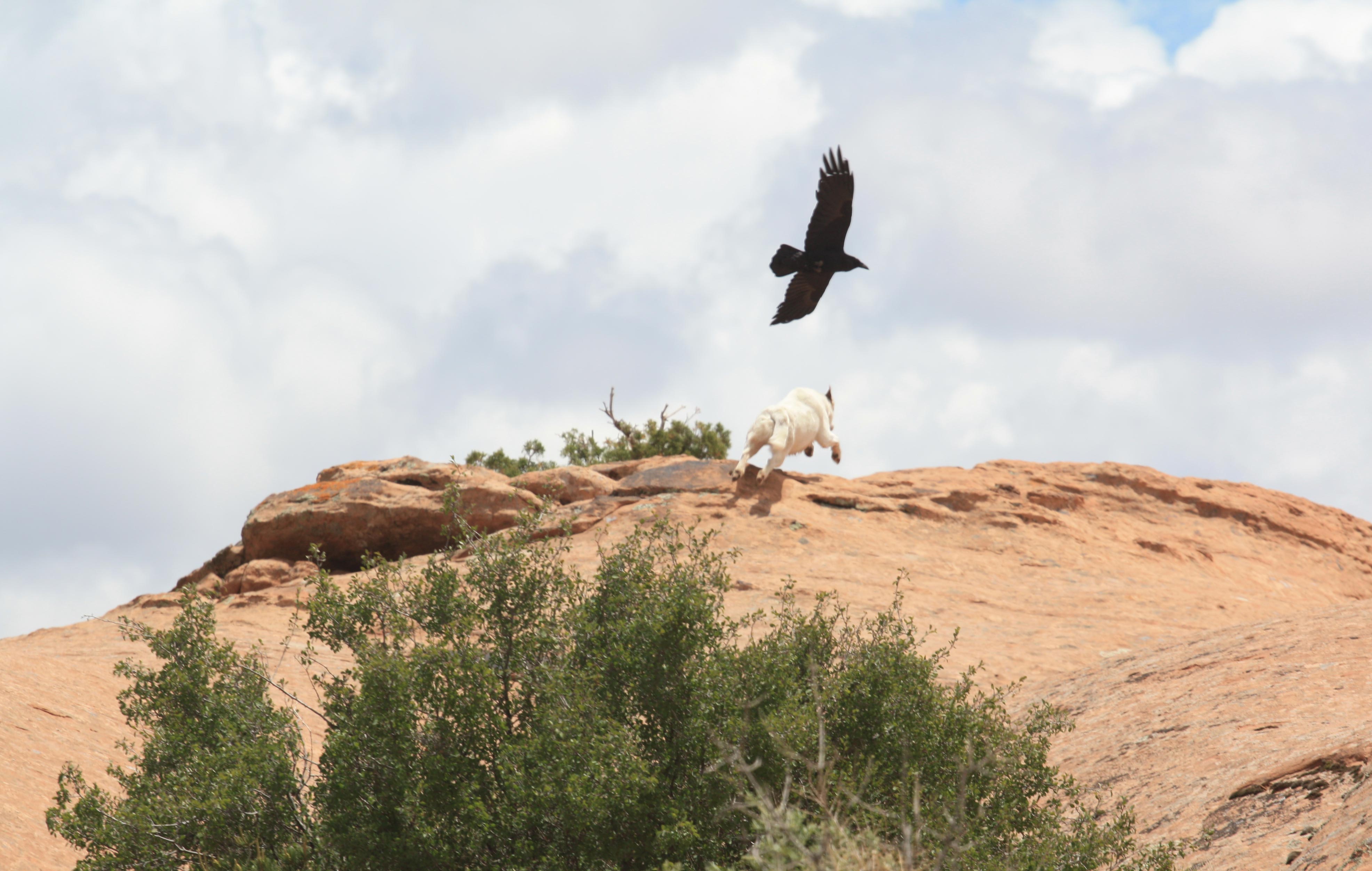 Raven and Spanky the dog, Moab, Utah