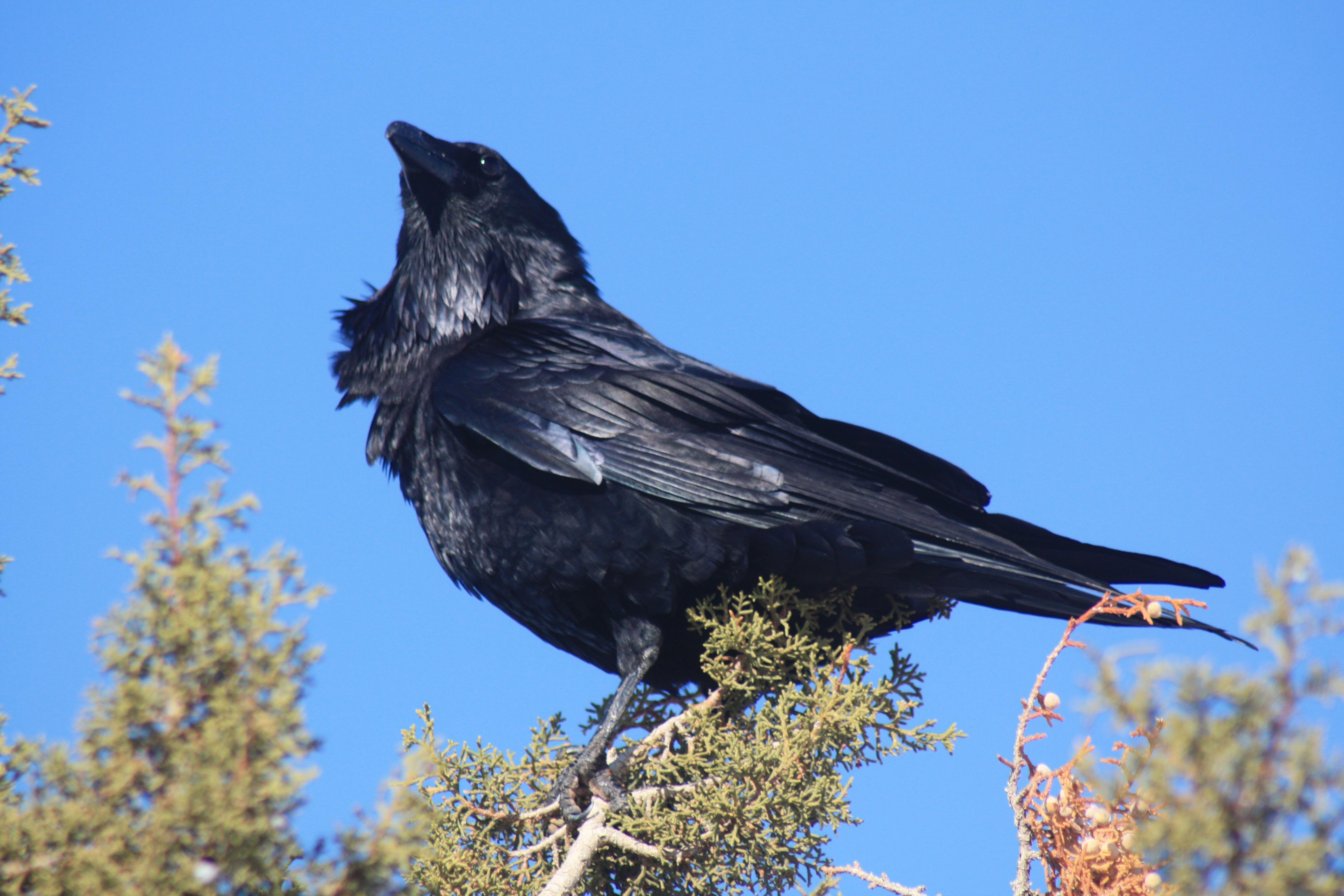 Raven in Utah